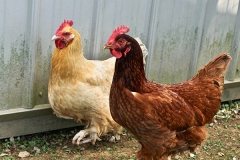 the-restoration-farm-600x450-chickens