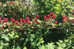 the-restoration-farm-600x450-day-program-raspberries