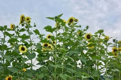 the-restoration-farm-600x450-day-program-sunflowers