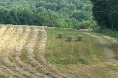 the-restoration-farm-600x450-haying-the-fields
